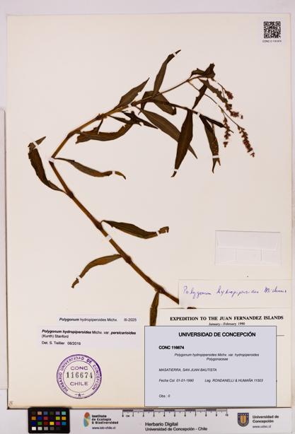 Polygonum hydropiperoides var. hydropiperoides [Espécimen: UDEC:CONC:0116674]