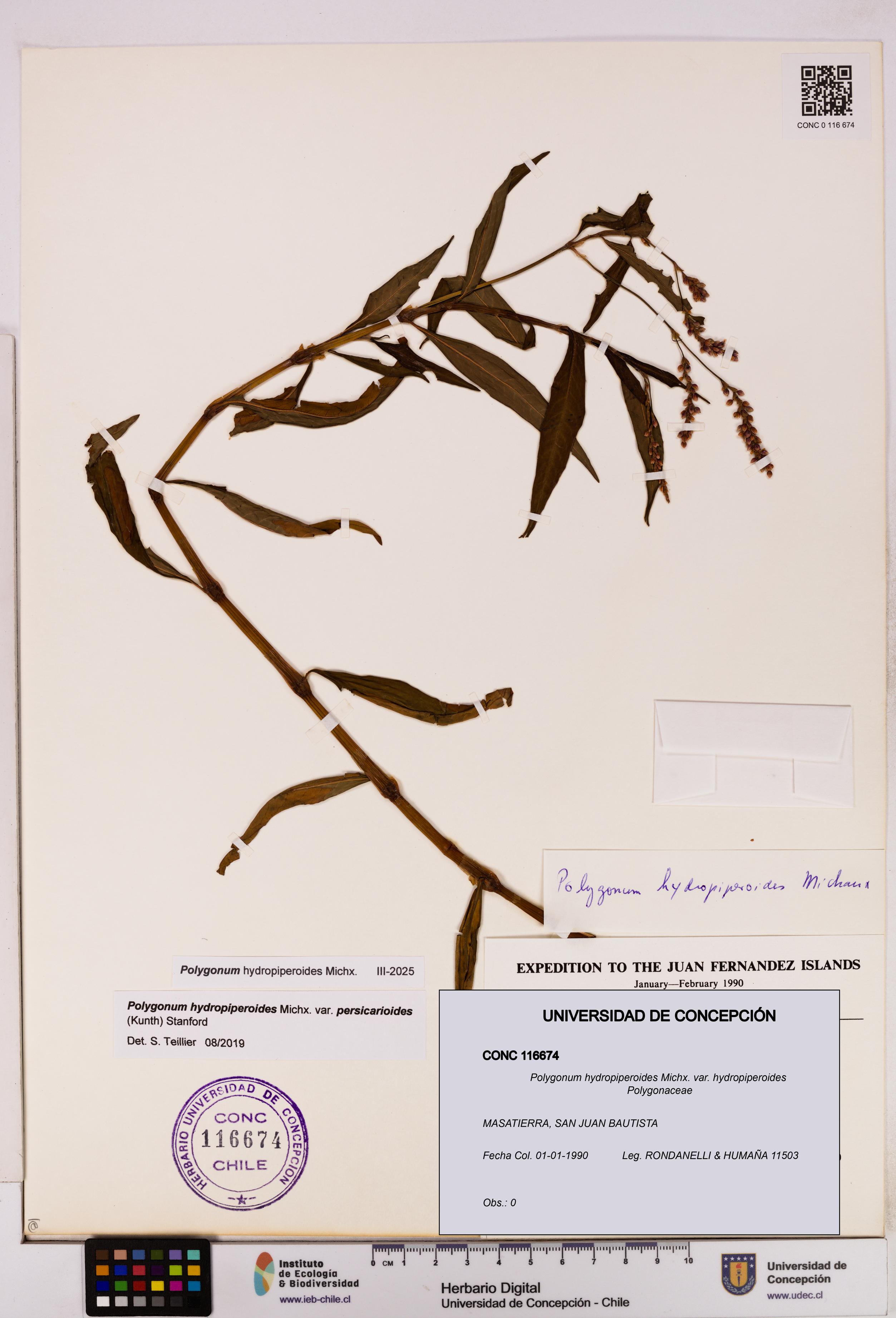 Polygonum hydropiperoides var. hydropiperoides [Espécimen: UDEC:CONC:0116674]