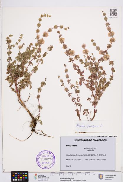Mentha pulegium [Espécimen: ]