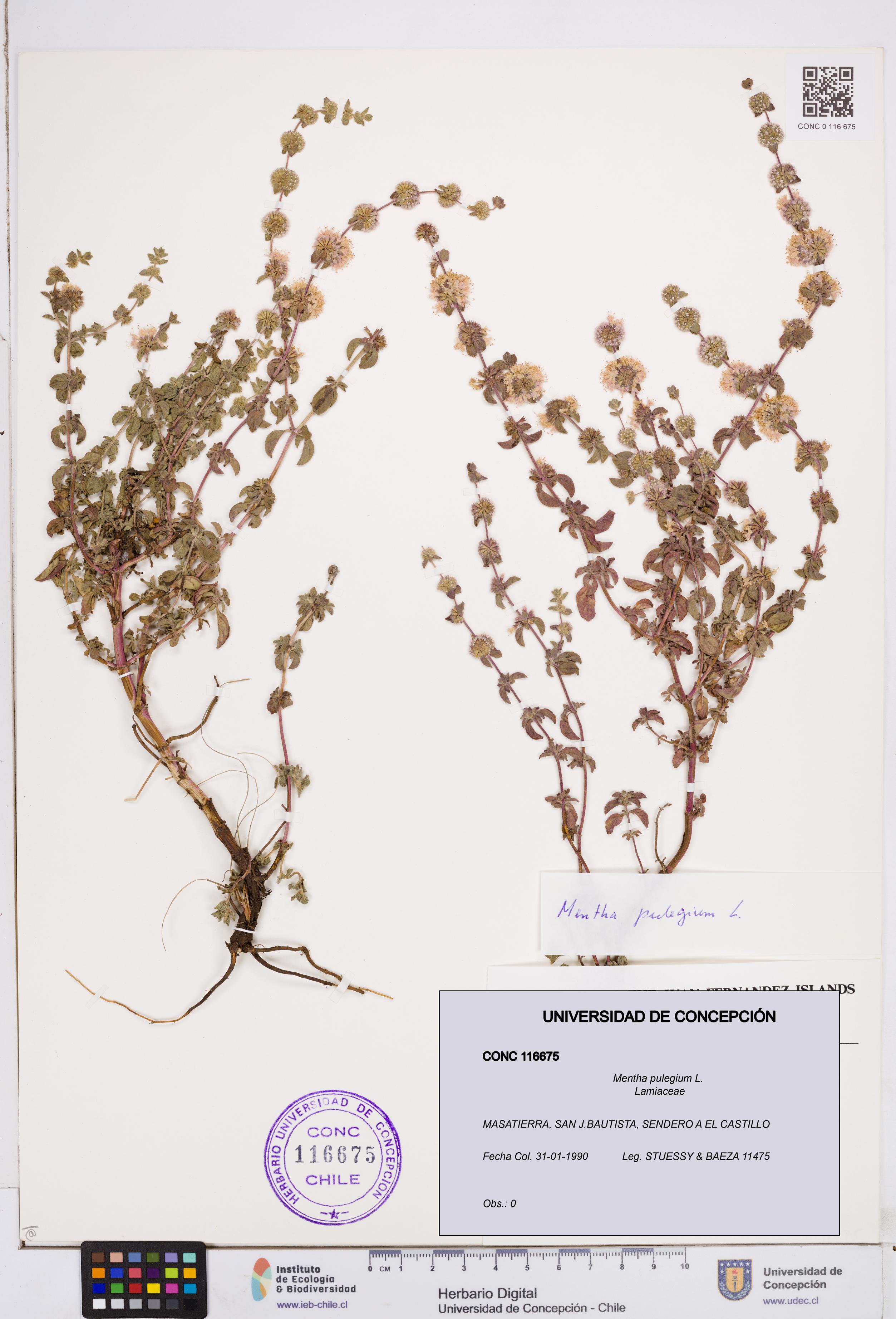 Mentha pulegium [Espécimen: ]