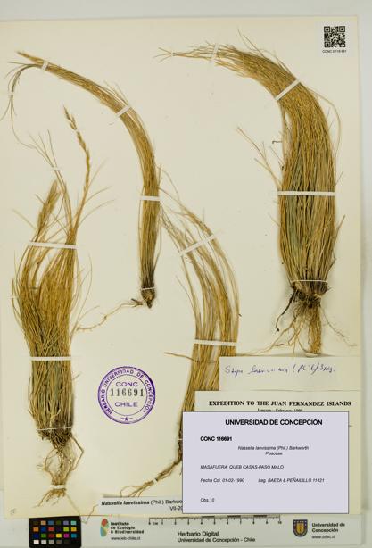Nassella laevissima [Espécimen: UDEC:CONC:0116691]