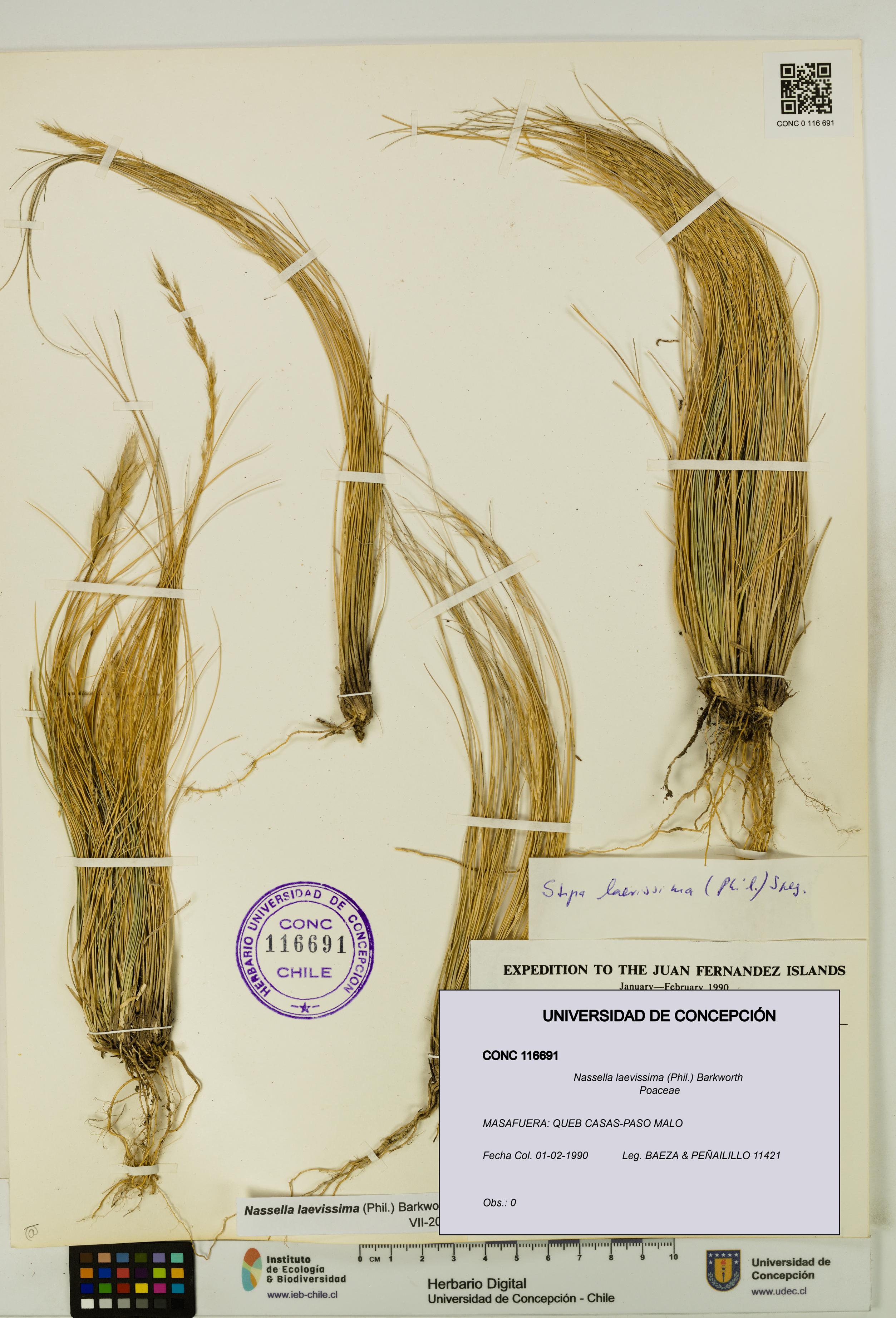 Nassella laevissima [Espécimen: UDEC:CONC:0116691]