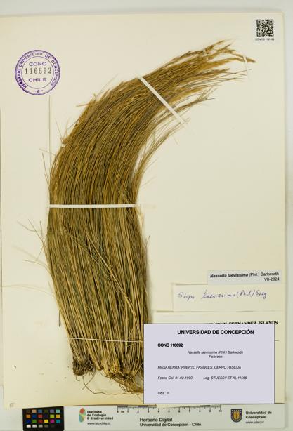 Nassella laevissima [Espécimen: UDEC:CONC:0116692]