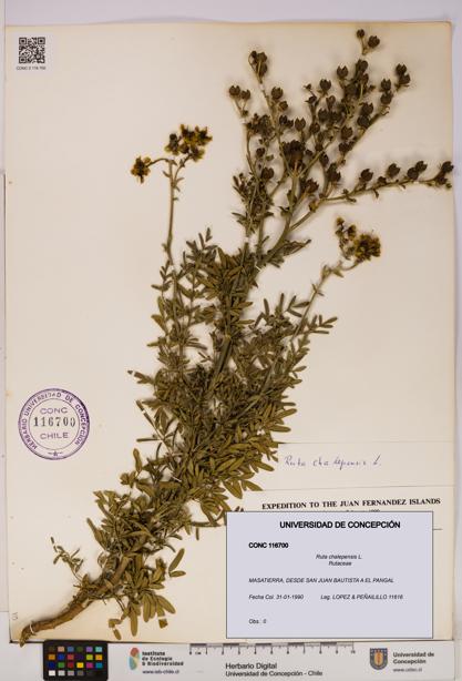 Ruta chalepensis [Espécimen: UDEC:CONC:0116700]