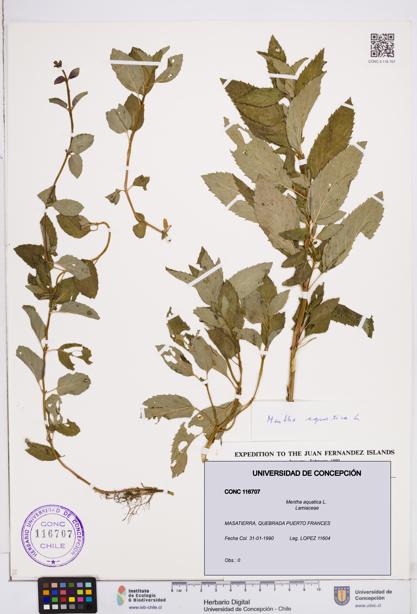 Mentha aquatica [Espécimen: ]