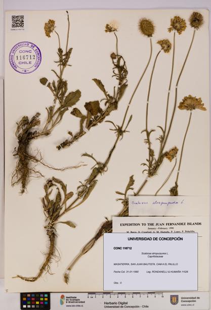Scabiosa atropurpurea [Espécimen: UDEC:CONC:0116712]