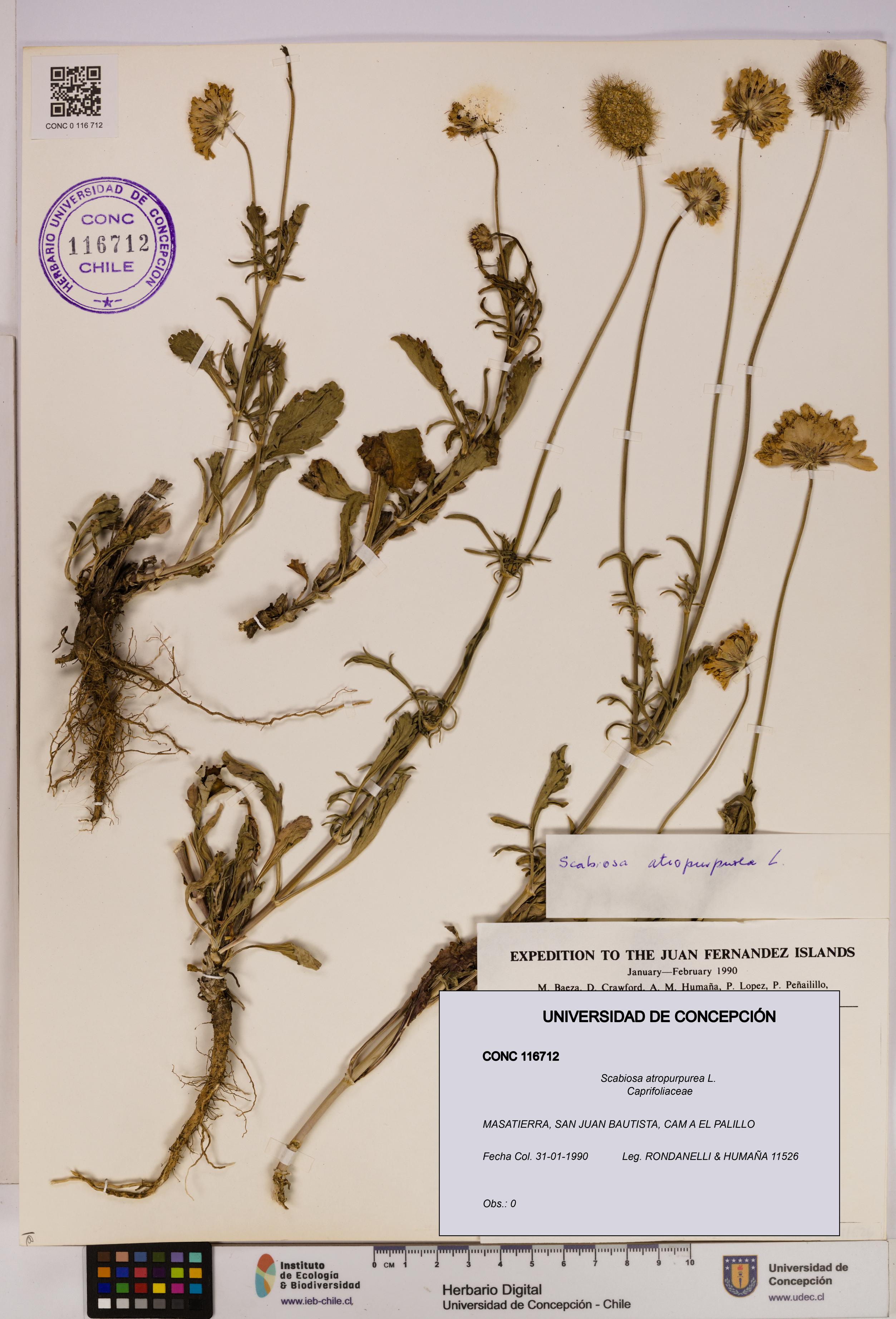 Scabiosa atropurpurea [Espécimen: UDEC:CONC:0116712]