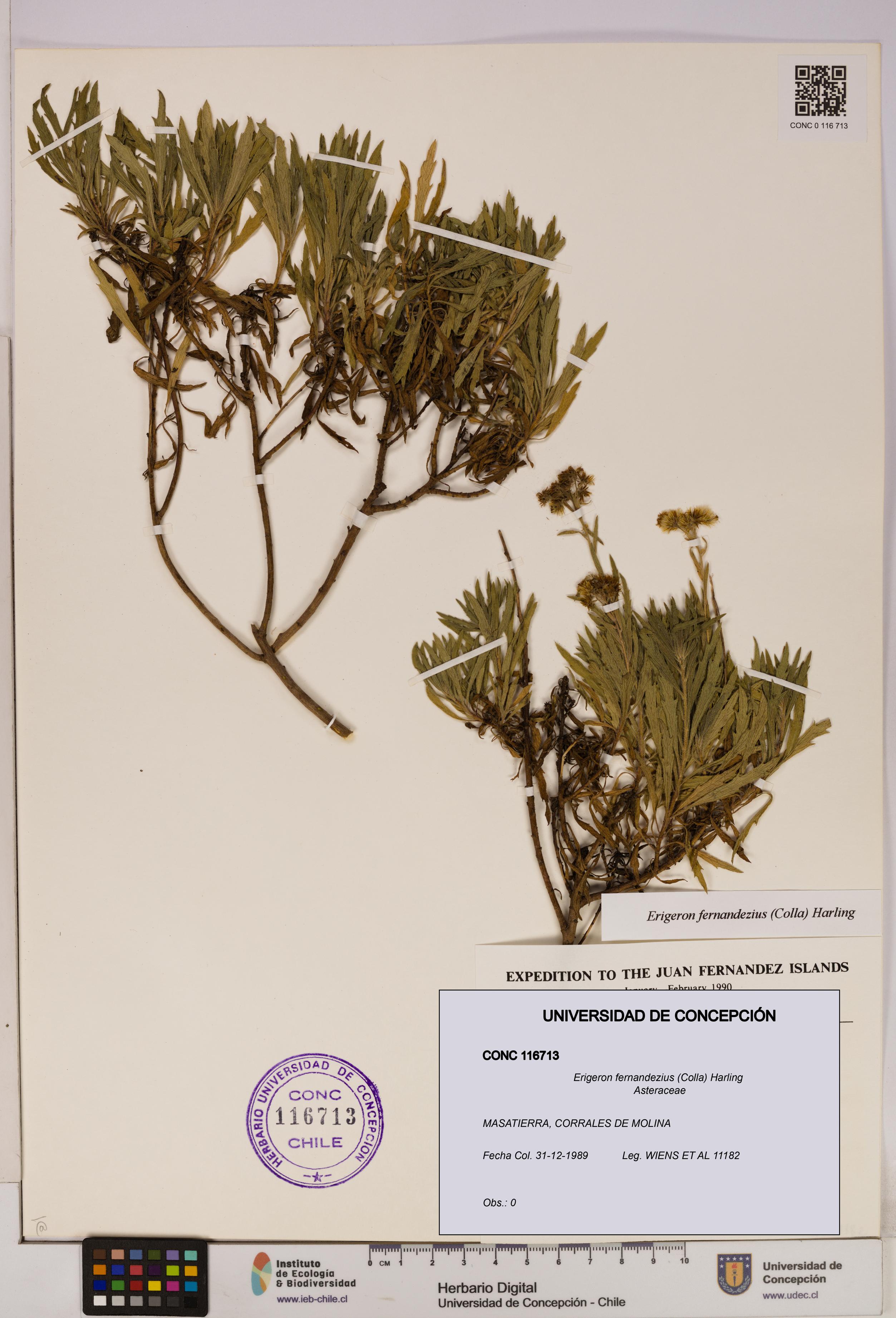 Erigeron fernandezius [Espécimen: UDEC:CONC:0116713]