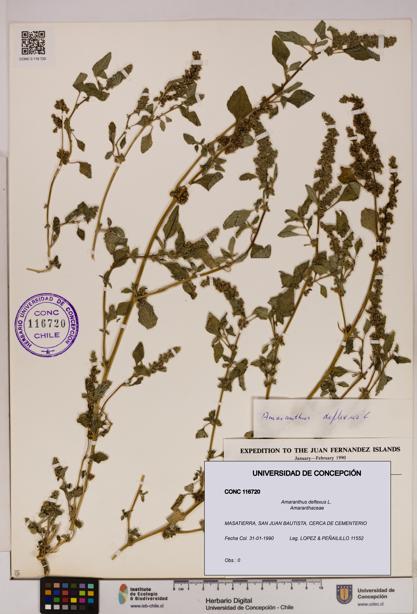 Amaranthus deflexus [Espécimen: UDEC:CONC:0116720]