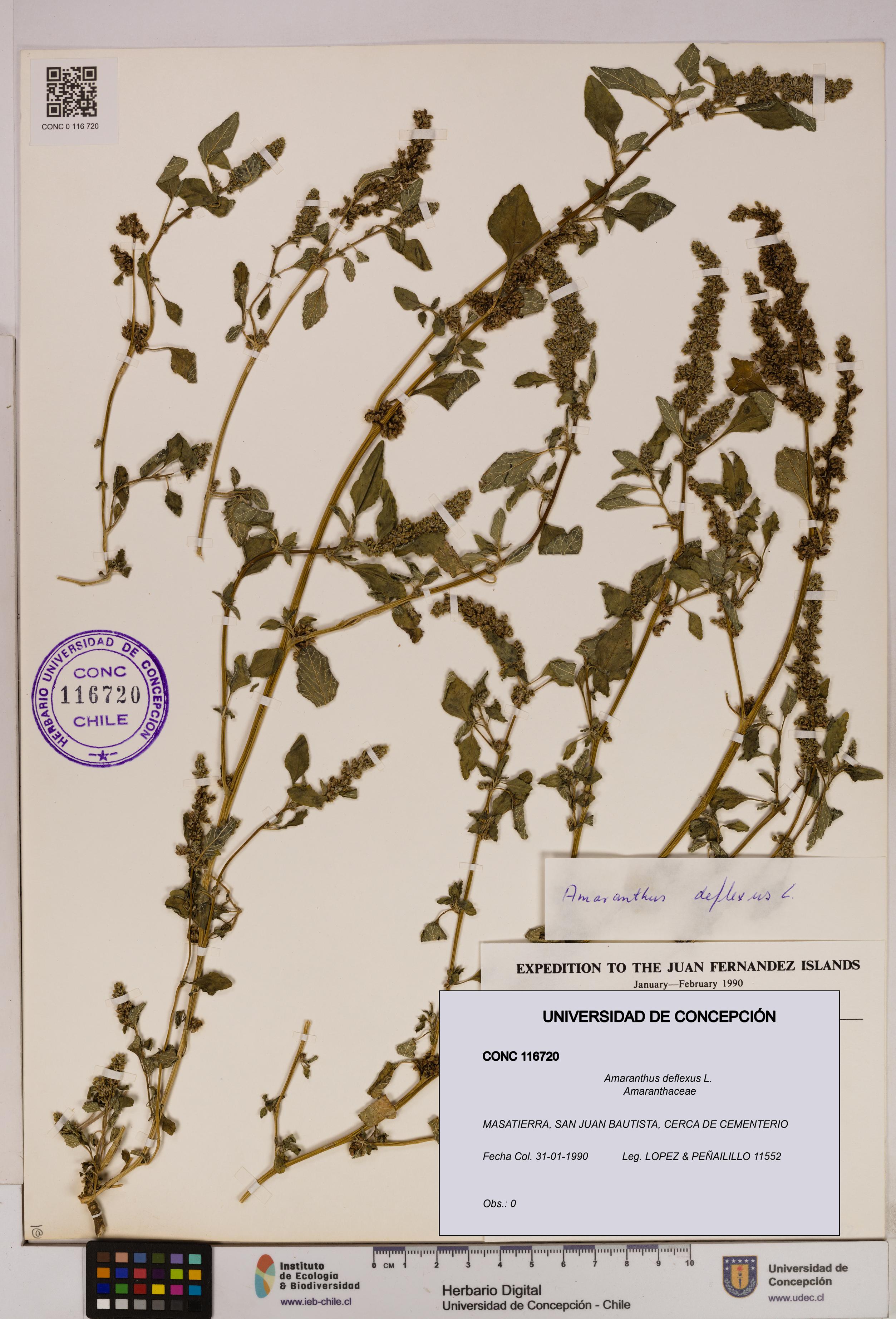 Amaranthus deflexus [Espécimen: UDEC:CONC:0116720]