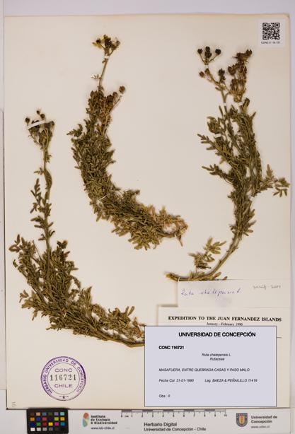 Ruta chalepensis [Espécimen: UDEC:CONC:0116721]