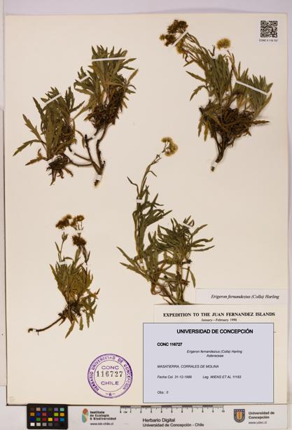 Erigeron fernandezius [Espécimen: UDEC:CONC:0116727]