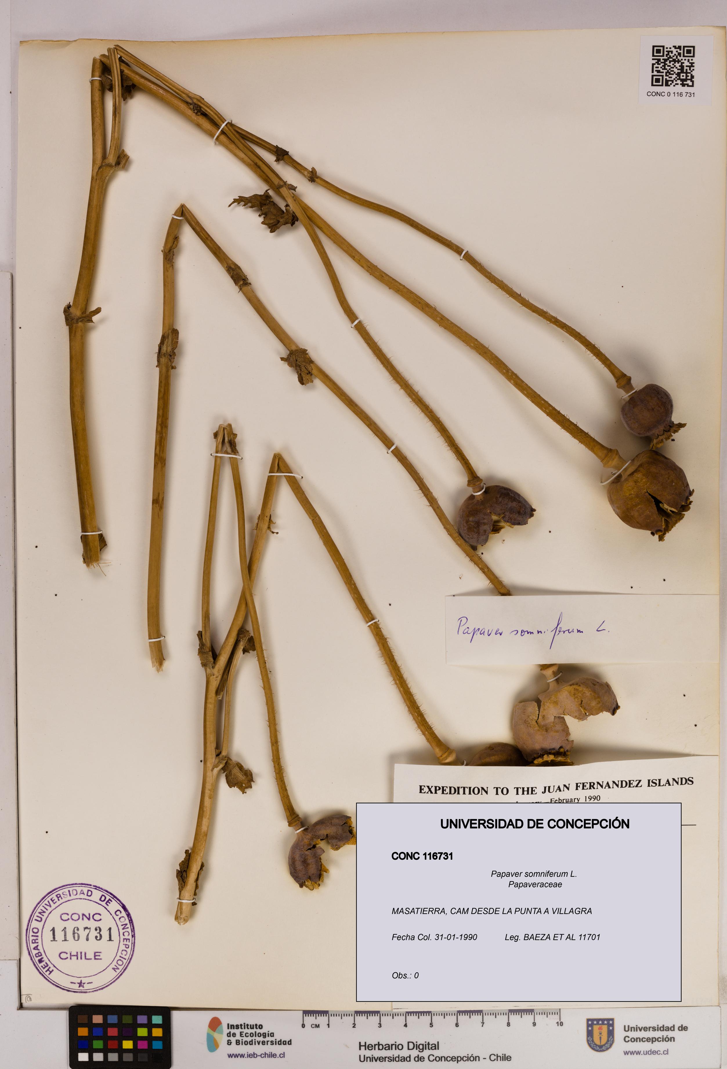 Papaver somniferum [Espécimen: UDEC:CONC:0116731]