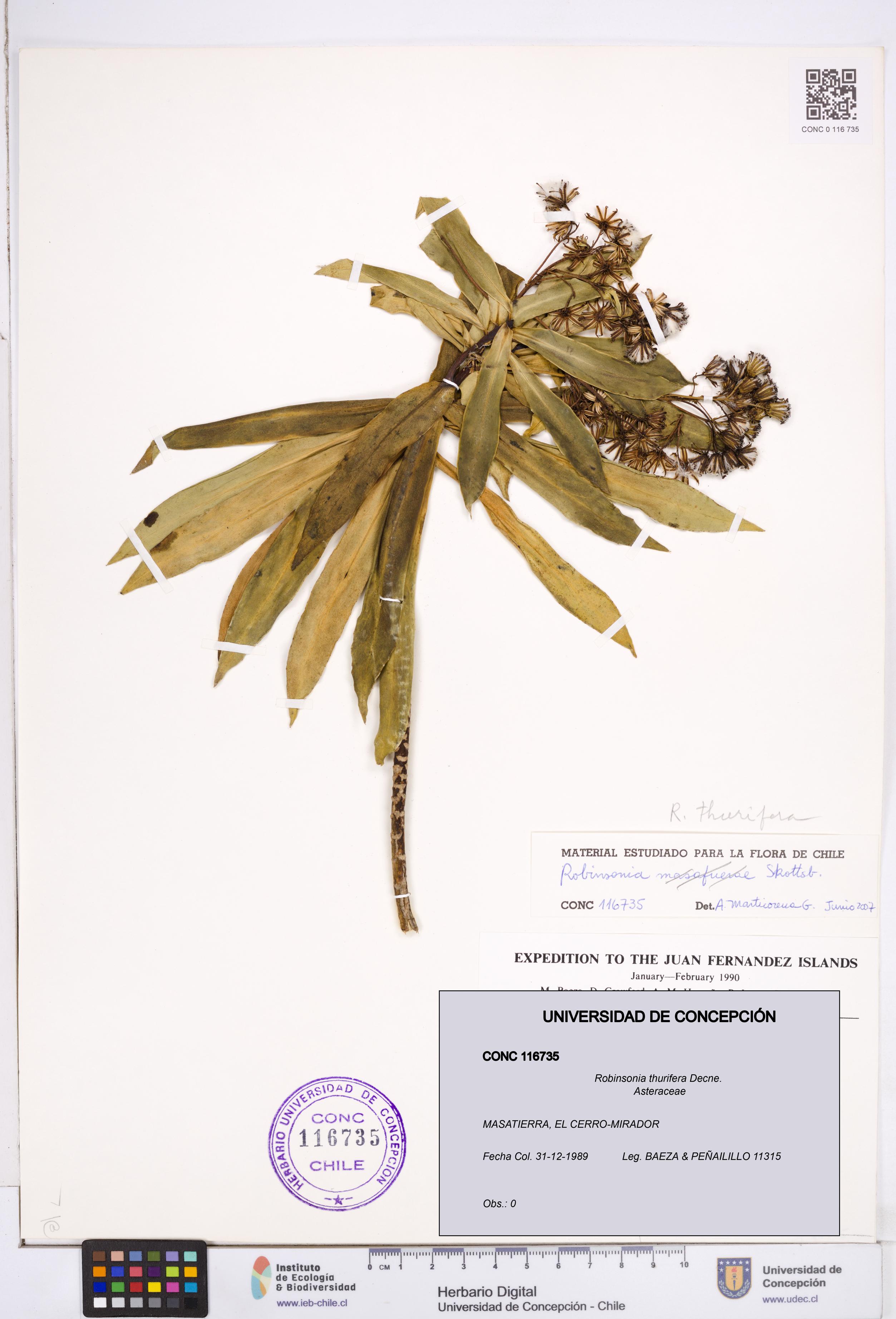 Robinsonia thurifera [Espécimen: ]