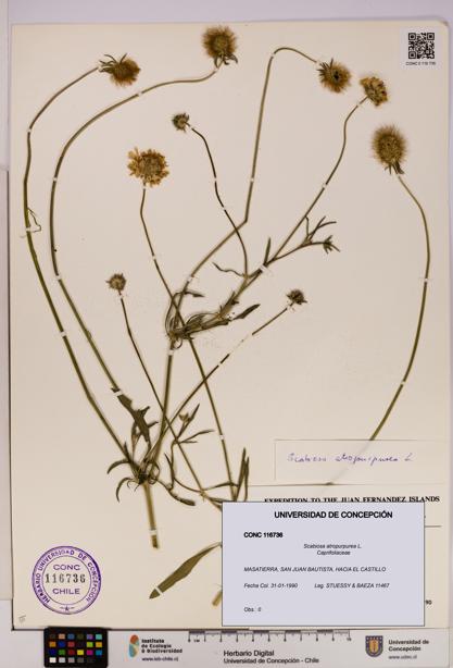 Scabiosa atropurpurea [Espécimen: UDEC:CONC:0116736]