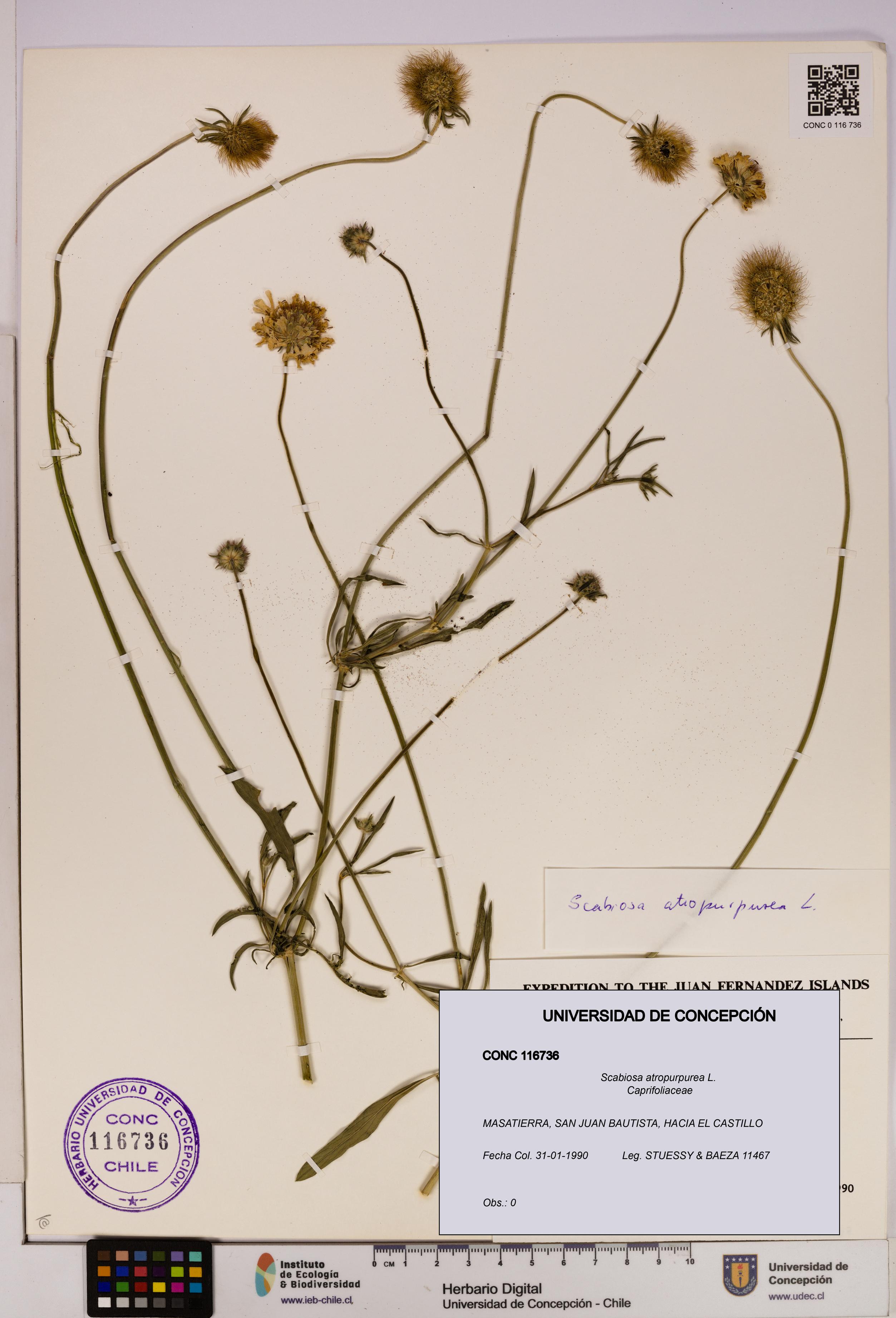 Scabiosa atropurpurea [Espécimen: UDEC:CONC:0116736]