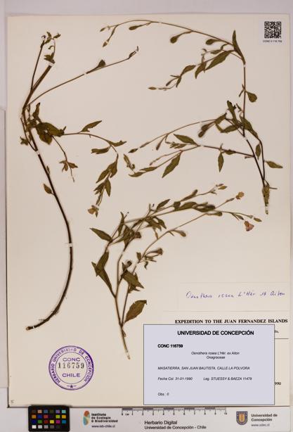 Oenothera rosea [Espécimen: UDEC:CONC:0116759]