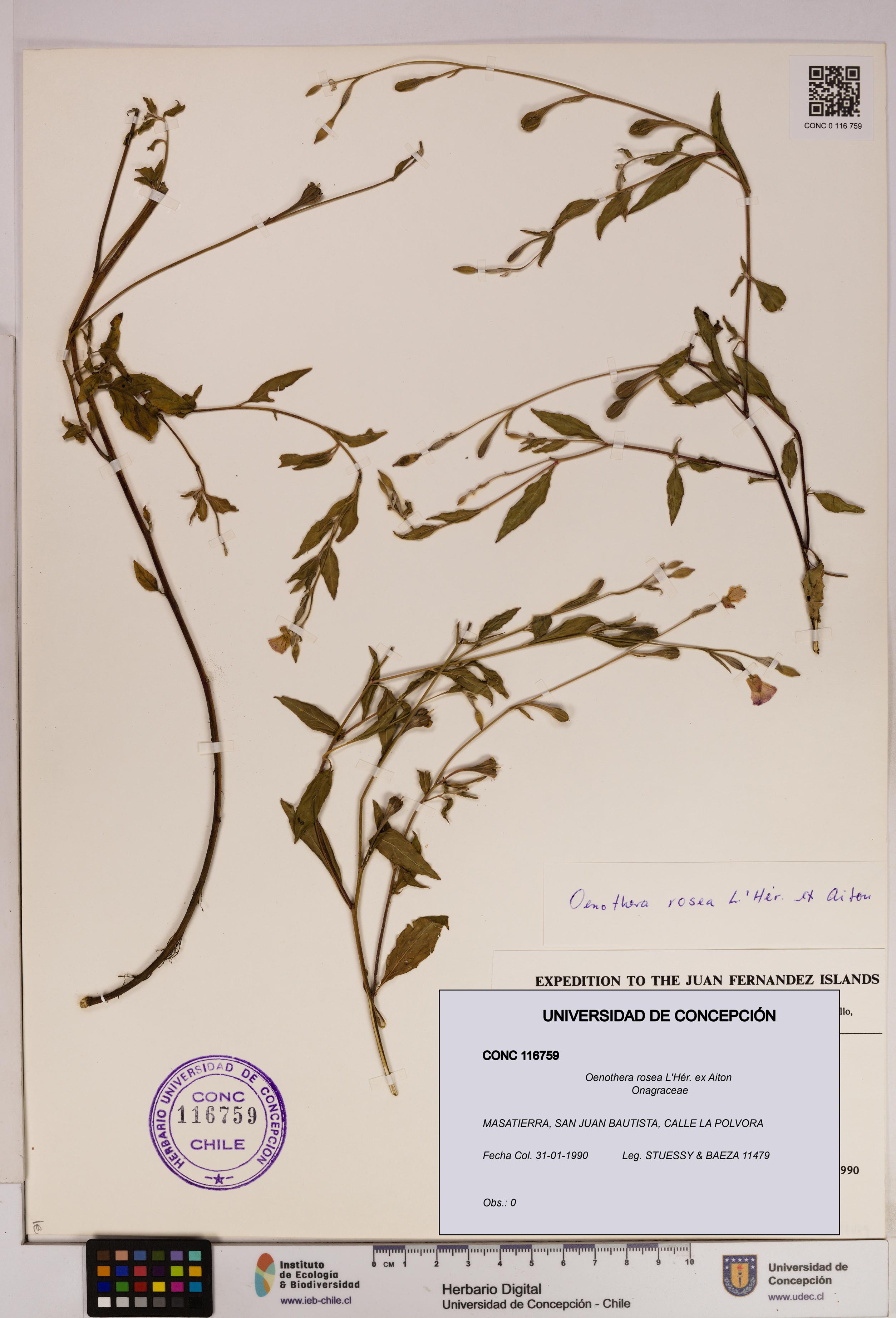 Oenothera rosea [Espécimen: UDEC:CONC:0116759]