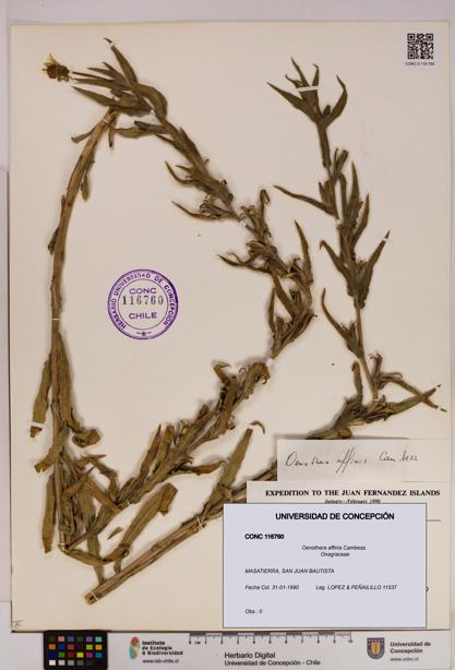 Oenothera affinis [Espécimen: UDEC:CONC:0116760]