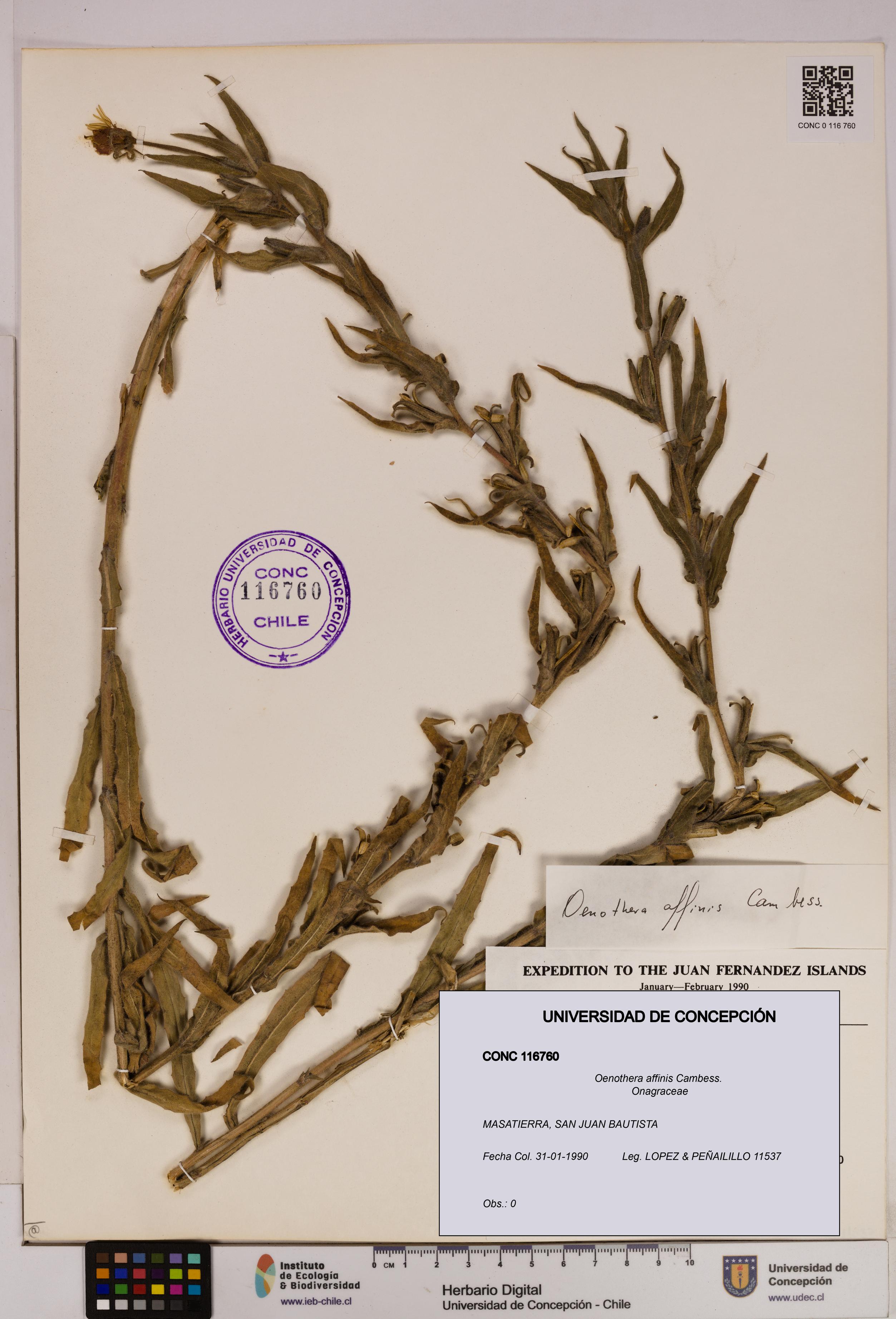 Oenothera affinis [Espécimen: UDEC:CONC:0116760]