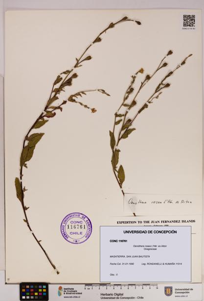 Oenothera rosea [Espécimen: UDEC:CONC:0116761]