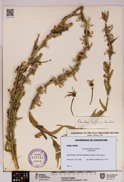 Oenothera affinis [Espécimen: UDEC:CONC:0116762]