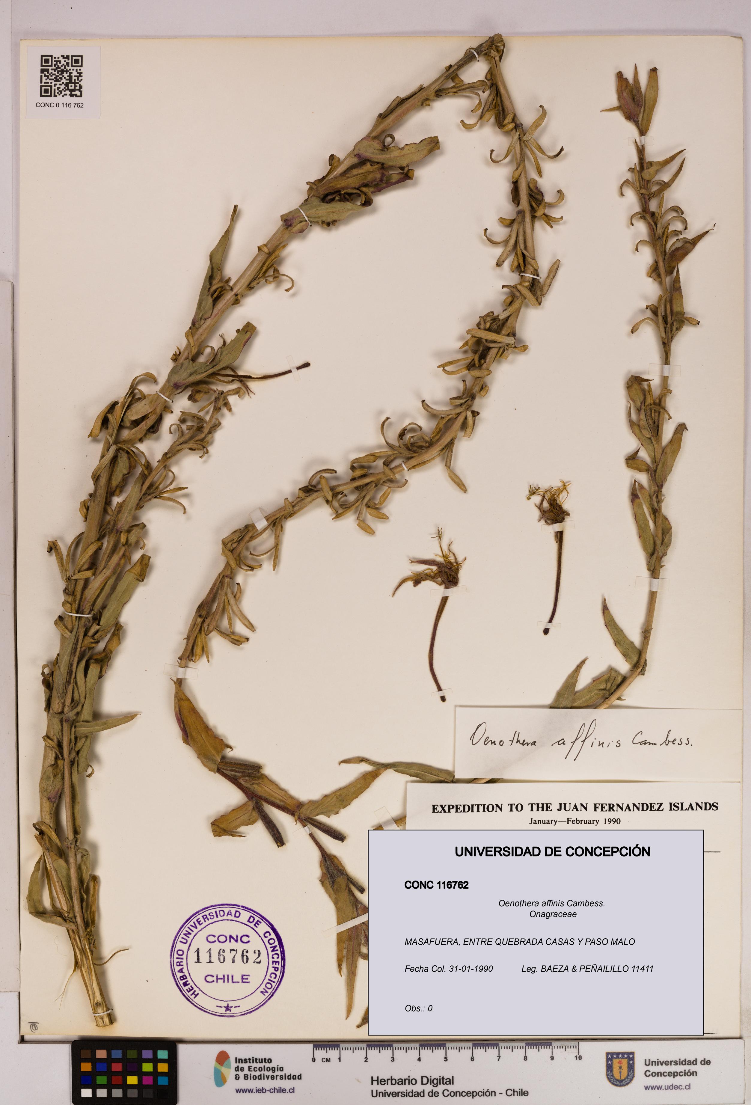 Oenothera affinis [Espécimen: UDEC:CONC:0116762]