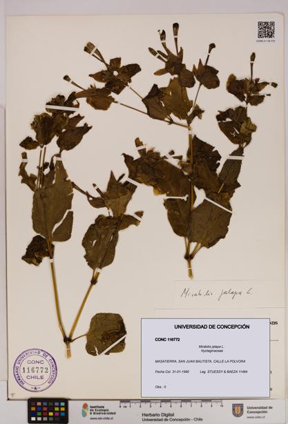 Mirabilis jalapa [Espécimen: UDEC:CONC:0116772]