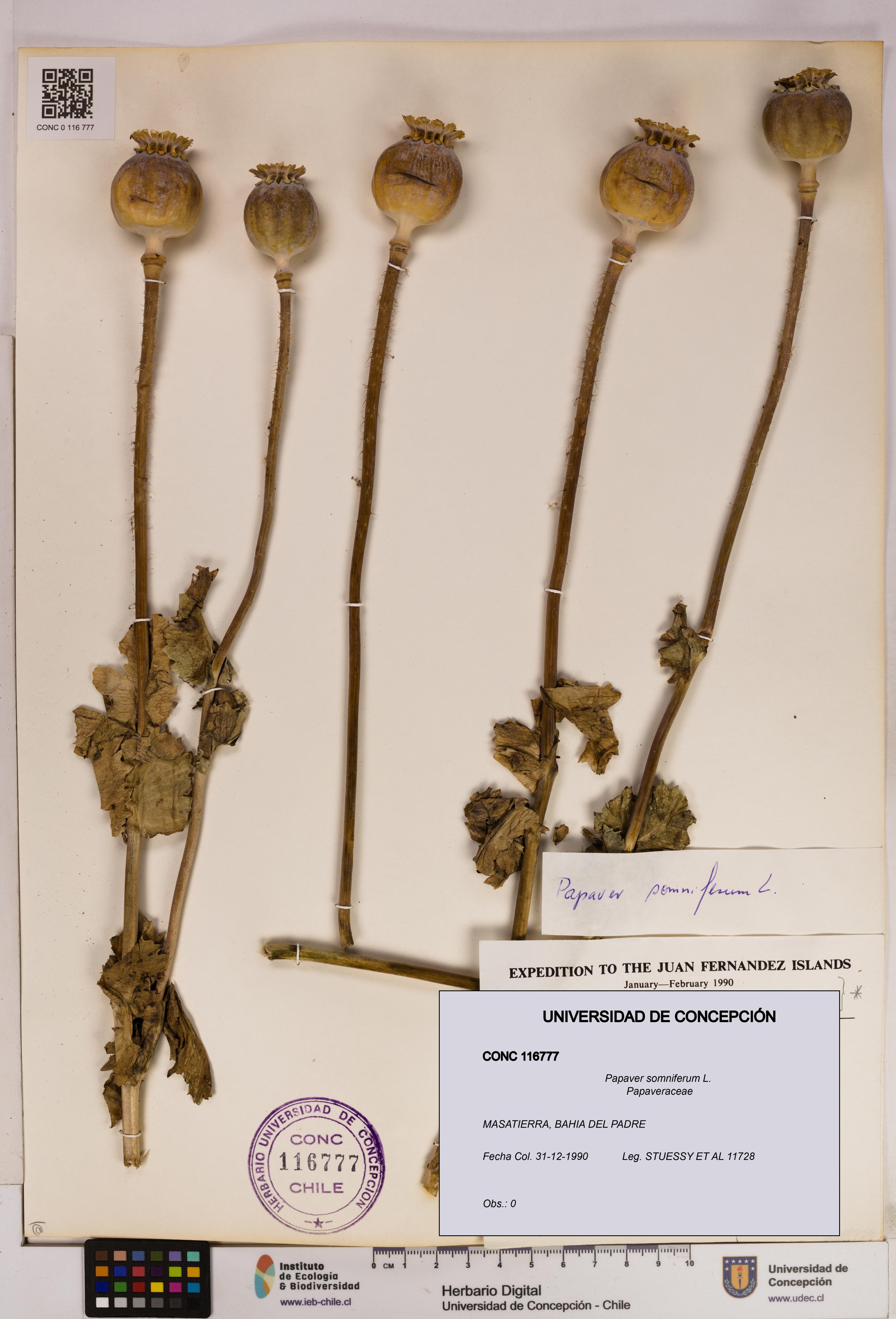 Papaver somniferum [Espécimen: UDEC:CONC:0116777]