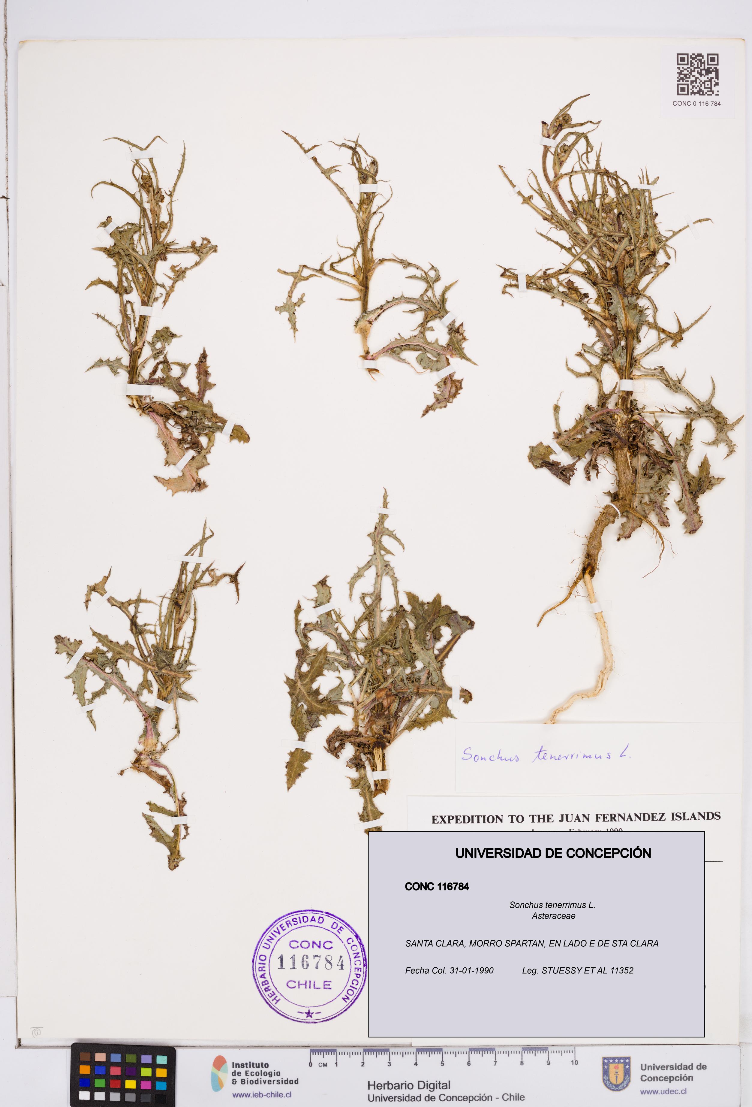 Sonchus tenerrimus [Espécimen: ]