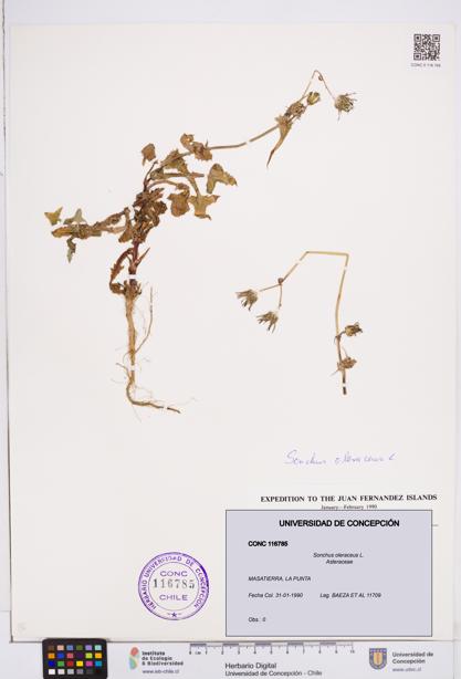 Sonchus oleraceus [Espécimen: ]