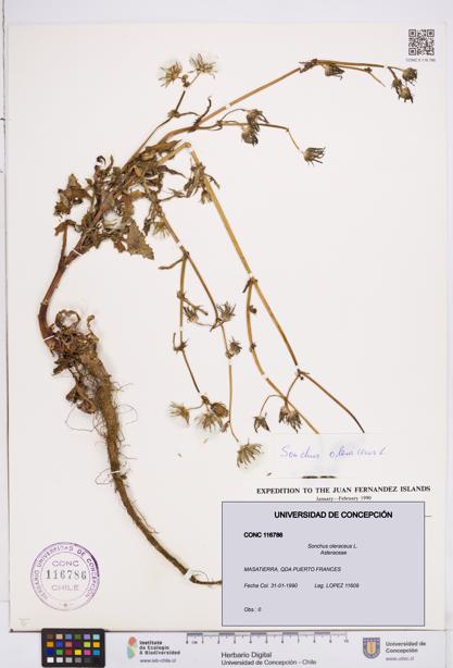 Sonchus oleraceus [Espécimen: ]