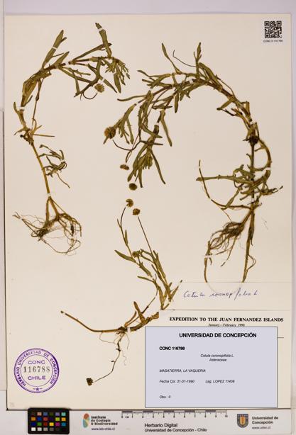 Cotula coronopifolia [Espécimen: UDEC:CONC:0116788]