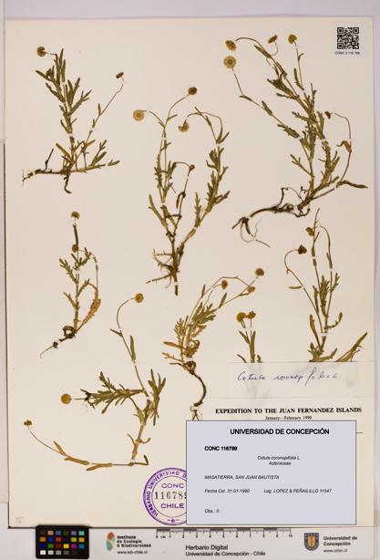 Cotula coronopifolia [Espécimen: UDEC:CONC:0116789]