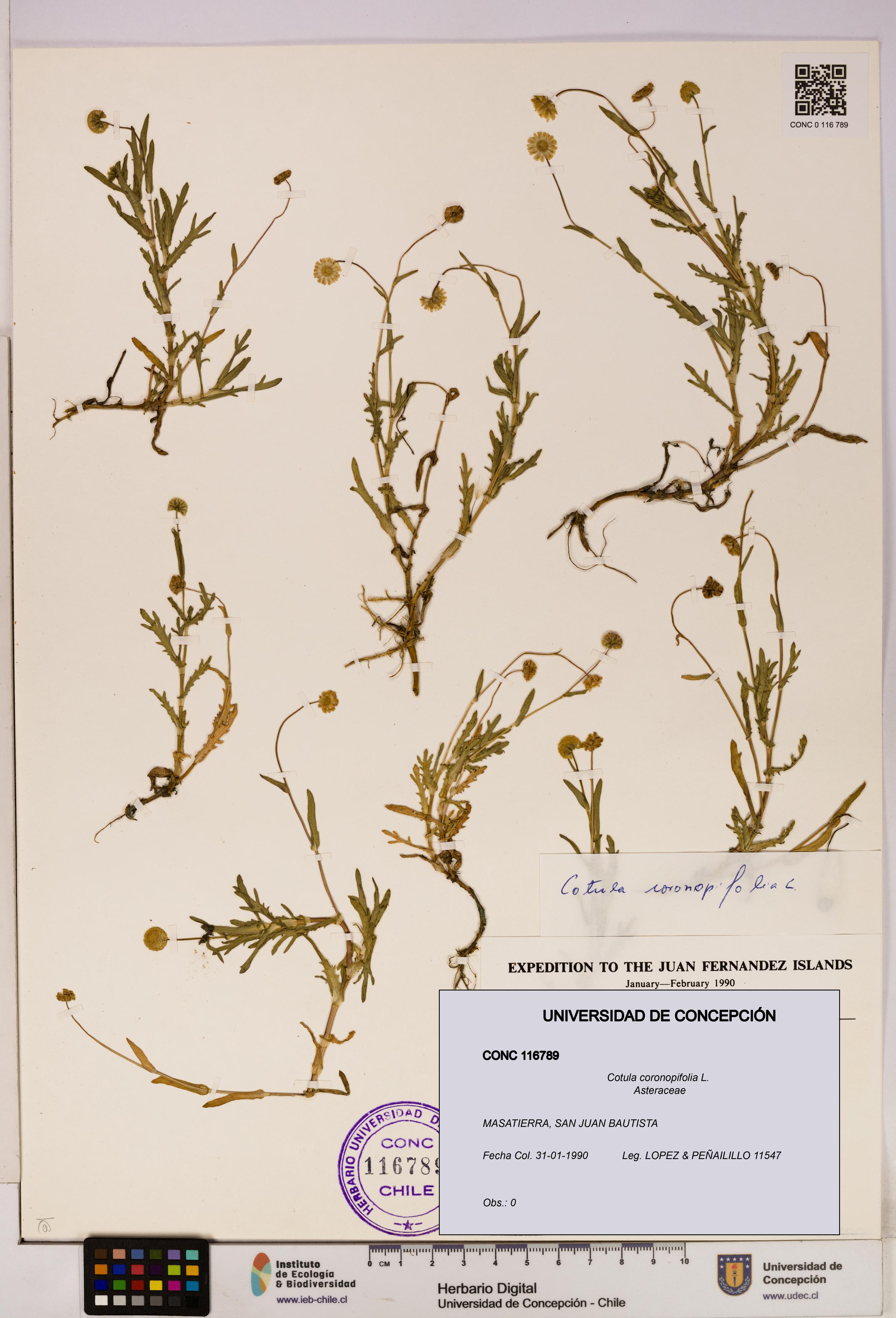 Cotula coronopifolia [Espécimen: UDEC:CONC:0116789]