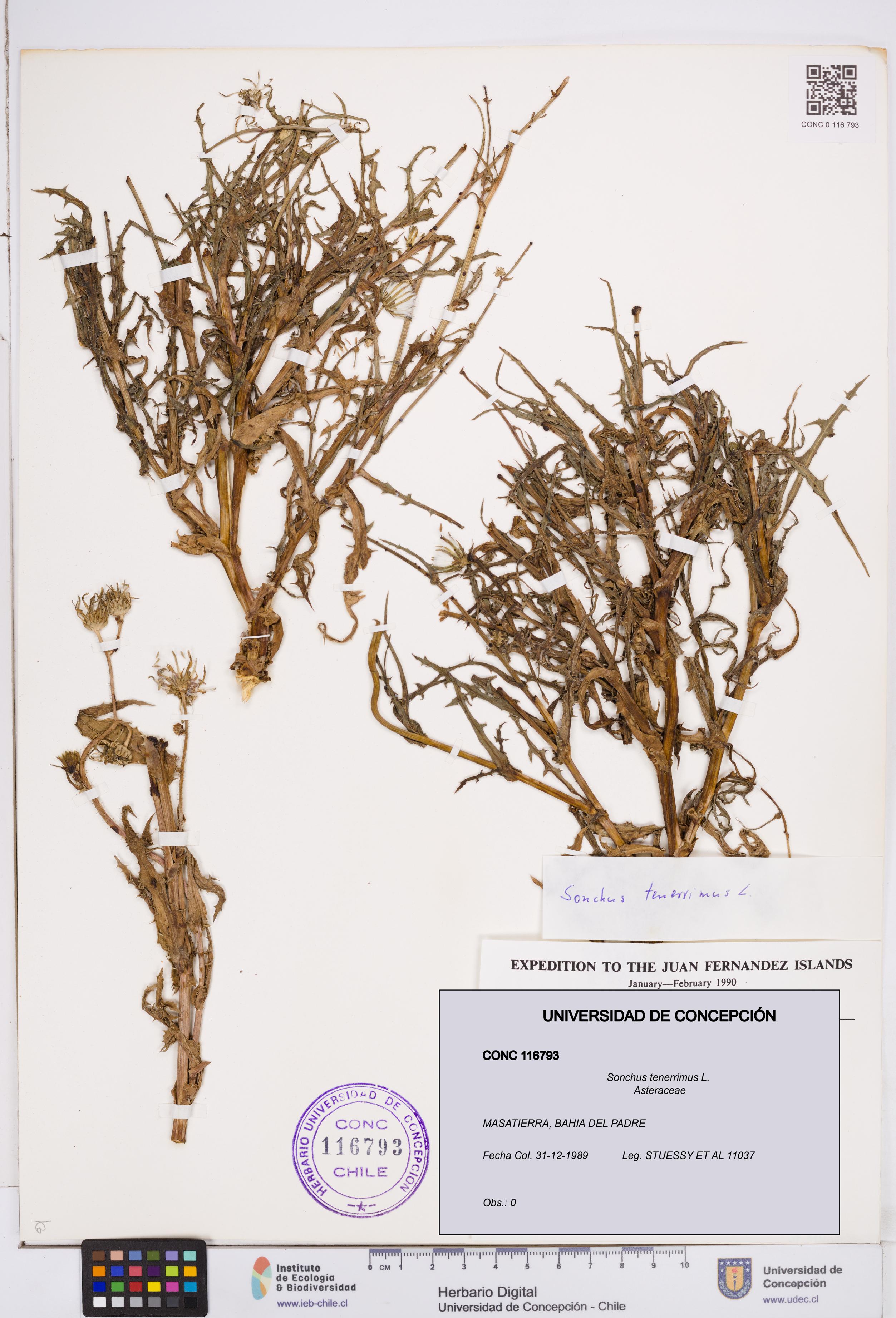 Sonchus tenerrimus [Espécimen: ]