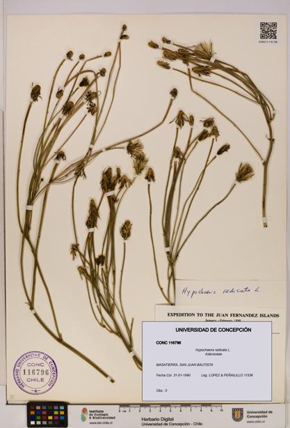 Hypochaeris radicata [Espécimen: UDEC:CONC:0116796]