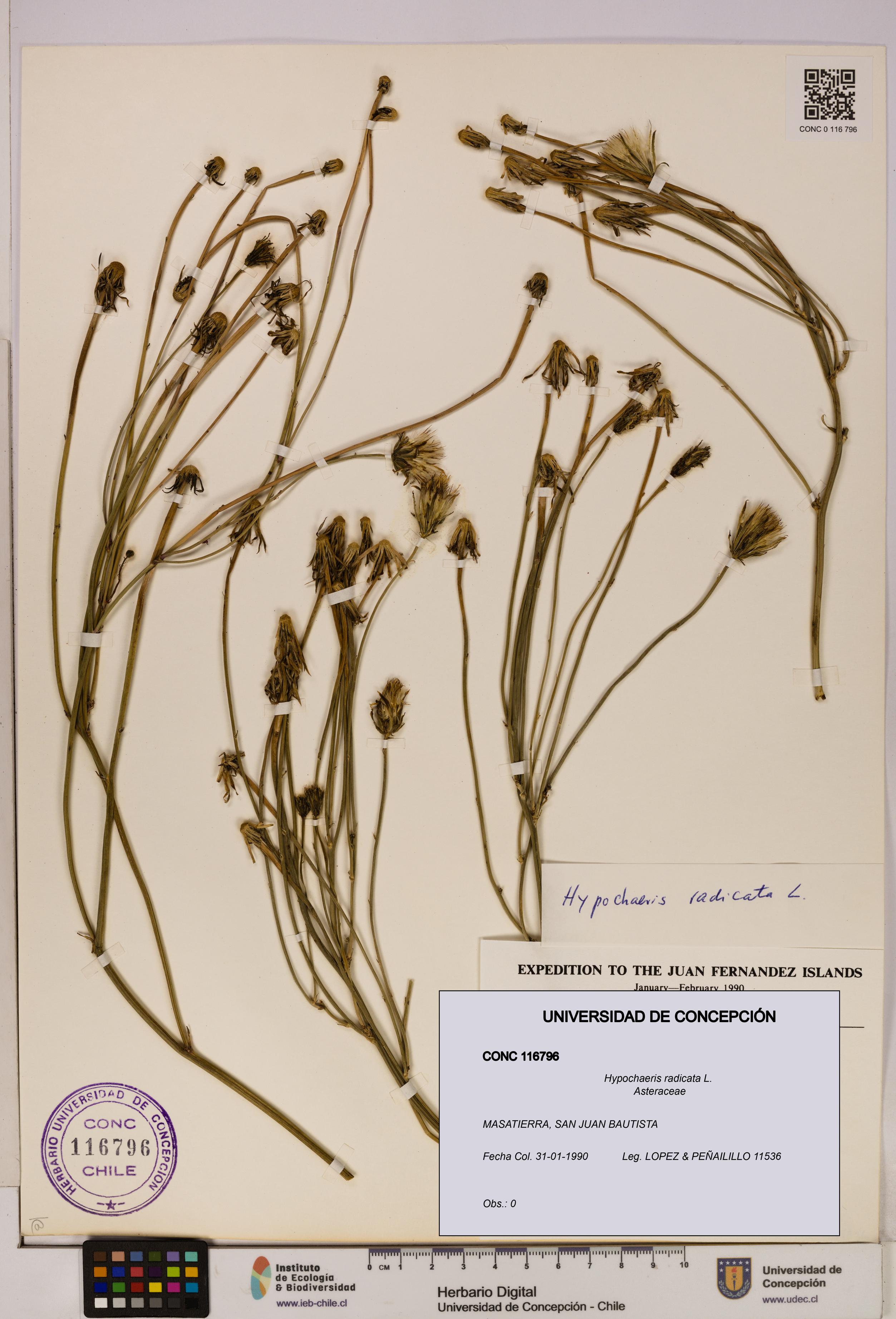 Hypochaeris radicata [Espécimen: UDEC:CONC:0116796]