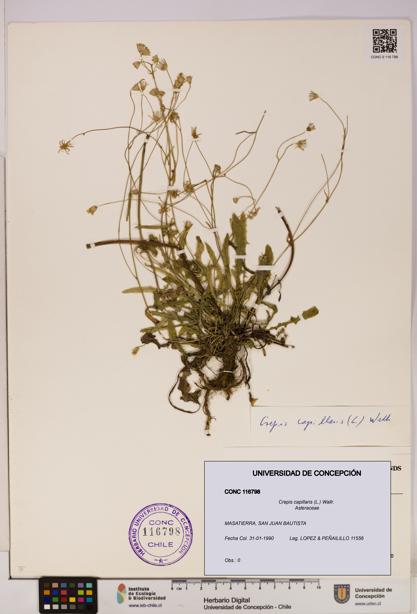 Crepis capillaris [Espécimen: UDEC:CONC:0116798]
