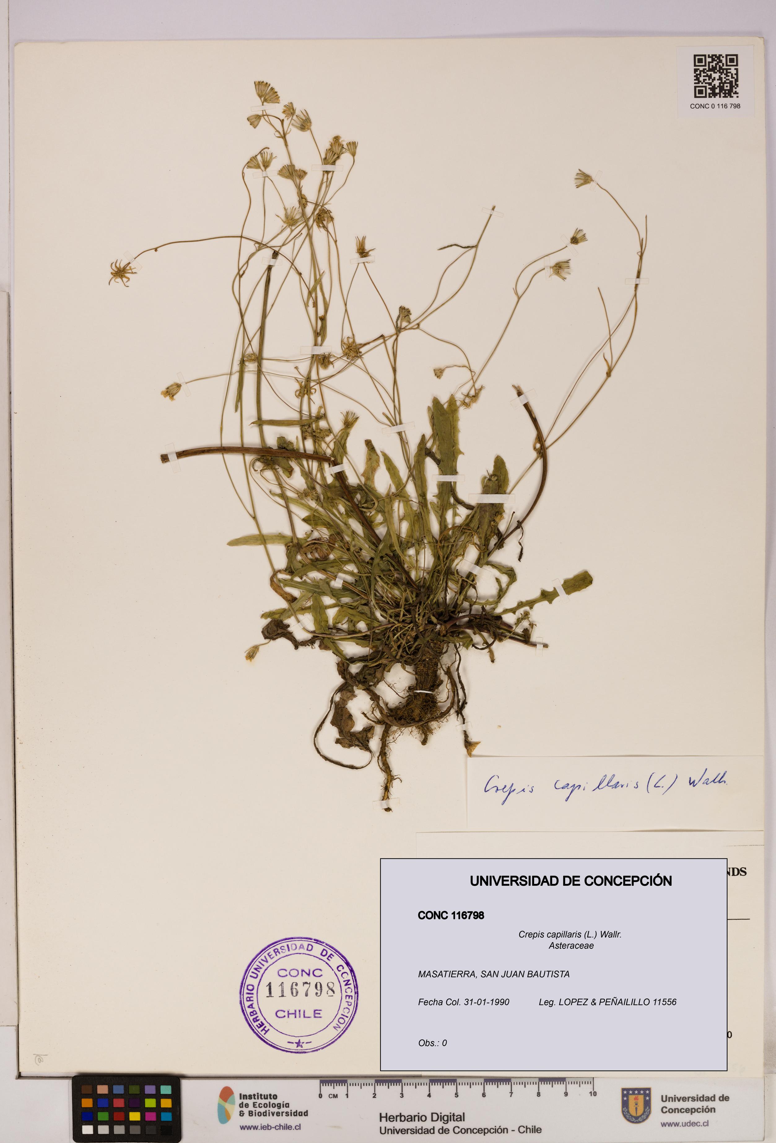 Crepis capillaris [Espécimen: UDEC:CONC:0116798]