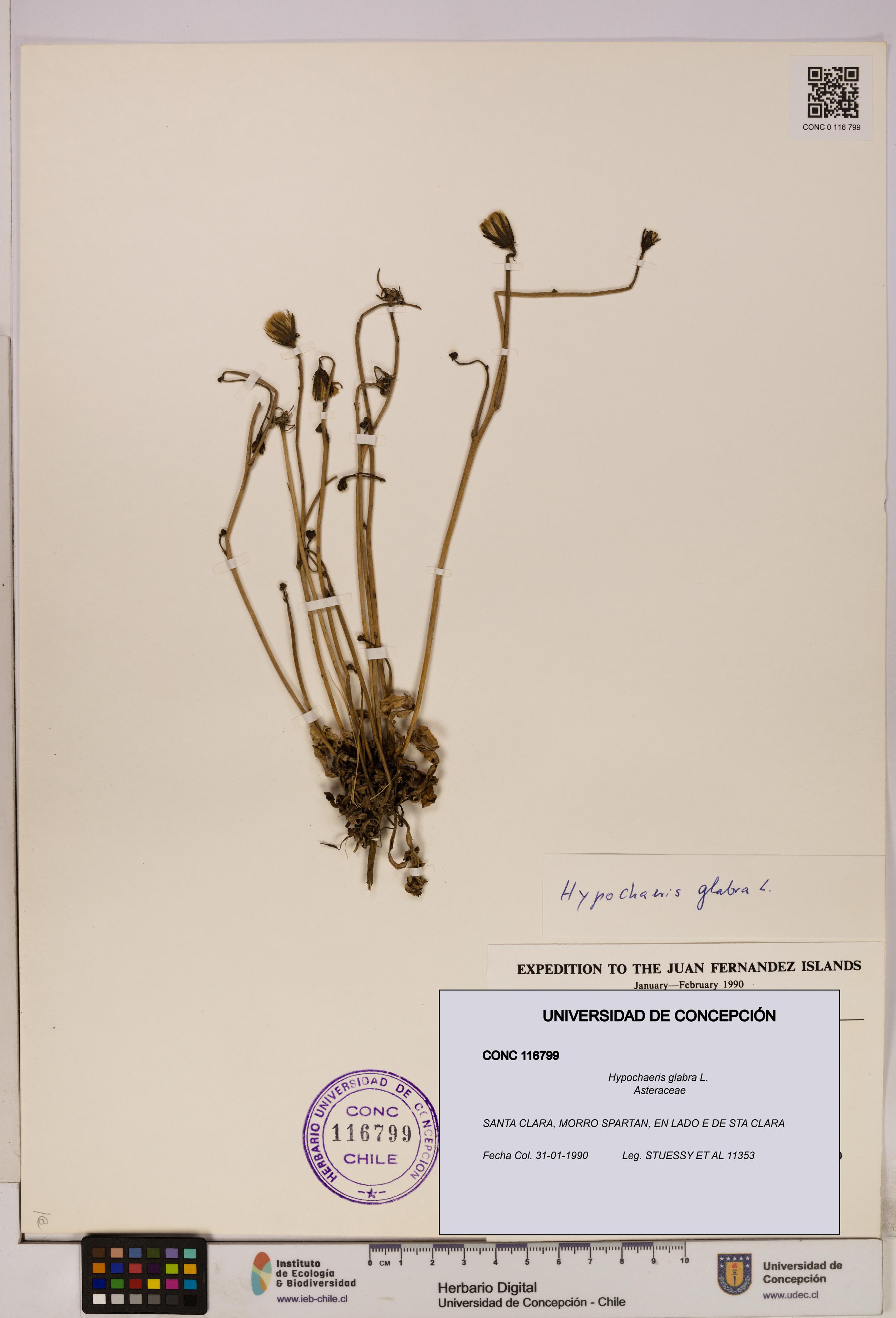 Hypochaeris glabra [Espécimen: UDEC:CONC:0116799]