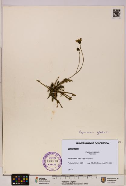 Hypochaeris glabra [Espécimen: UDEC:CONC:0116800]