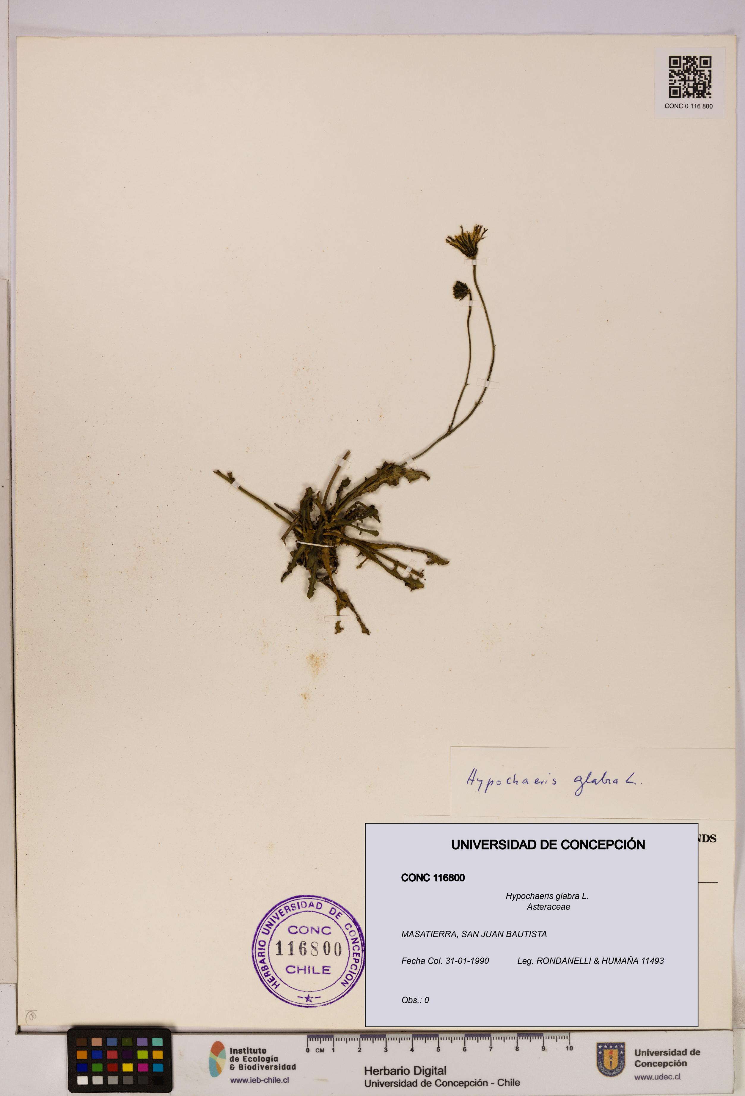 Hypochaeris glabra [Espécimen: UDEC:CONC:0116800]