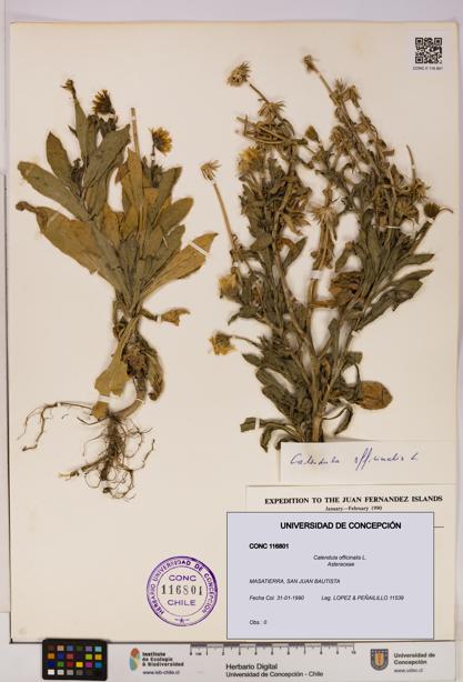Calendula officinalis [Espécimen: UDEC:CONC:0116801]