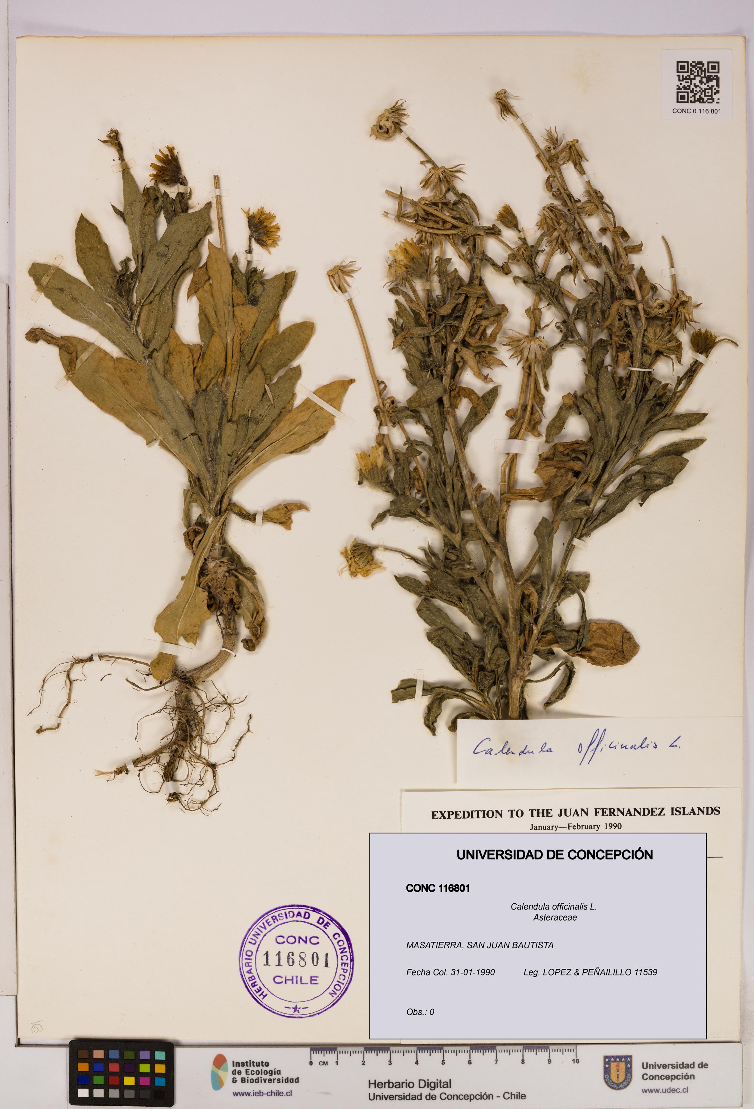 Calendula officinalis [Espécimen: UDEC:CONC:0116801]