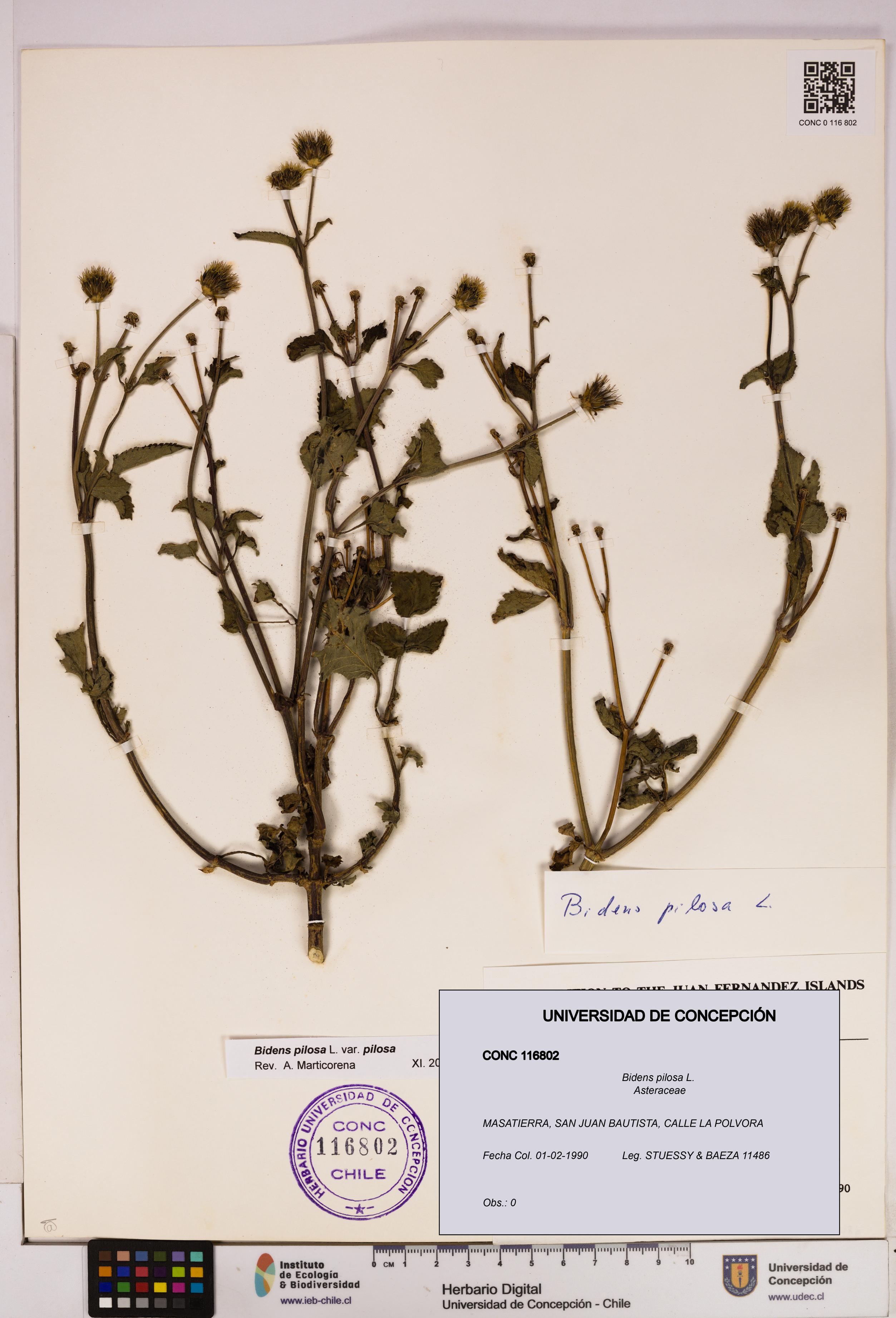 Bidens pilosa [Espécimen: UDEC:CONC:0116802]