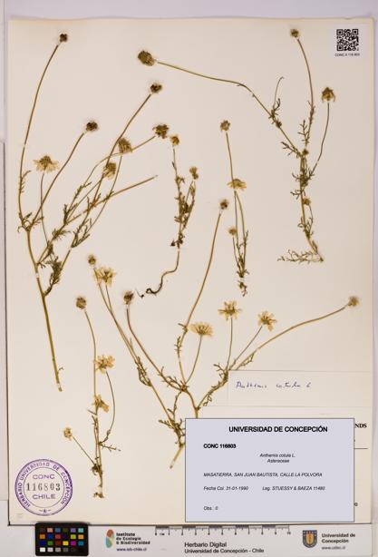 Anthemis cotula [Espécimen: UDEC:CONC:0116803]