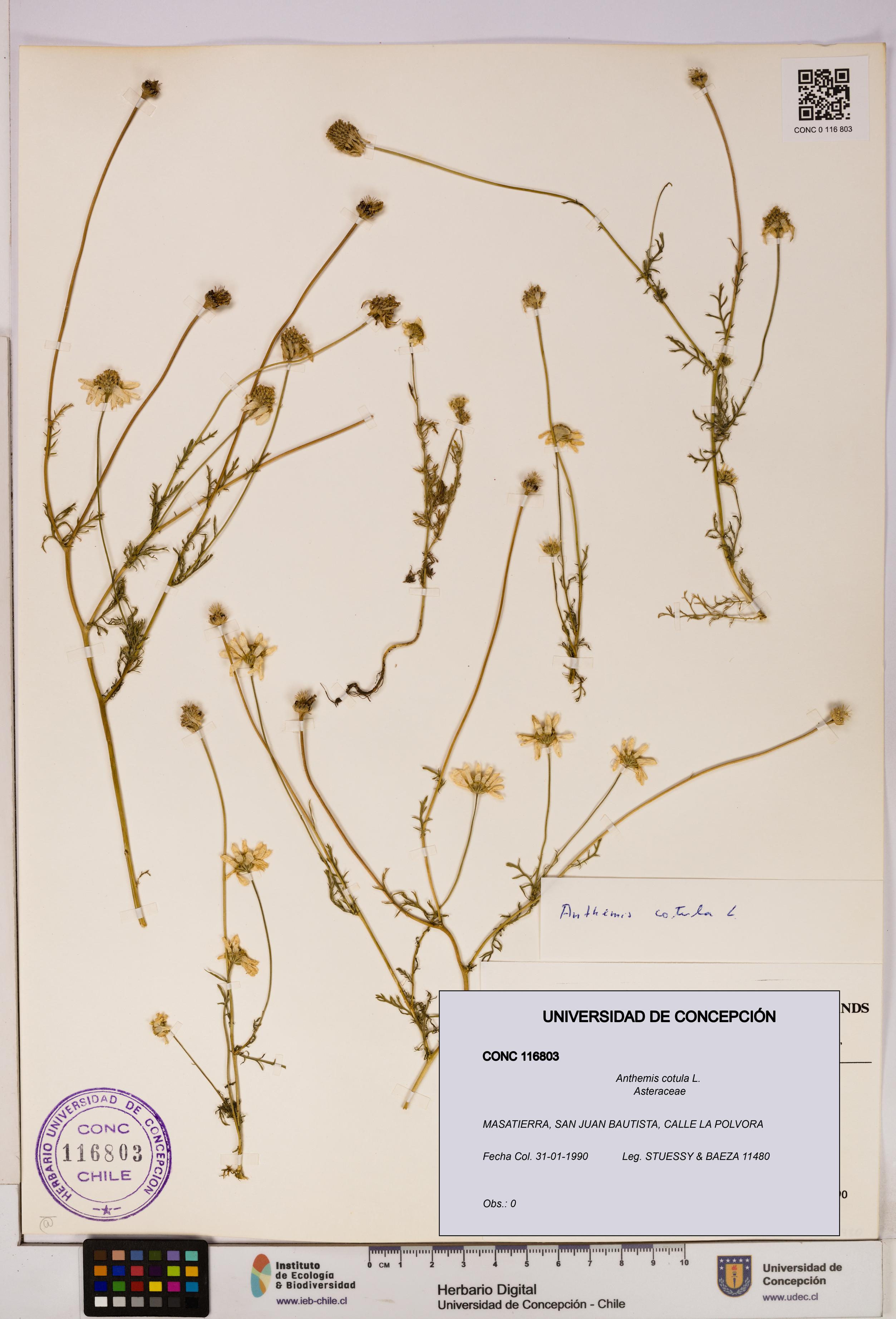 Anthemis cotula [Espécimen: UDEC:CONC:0116803]
