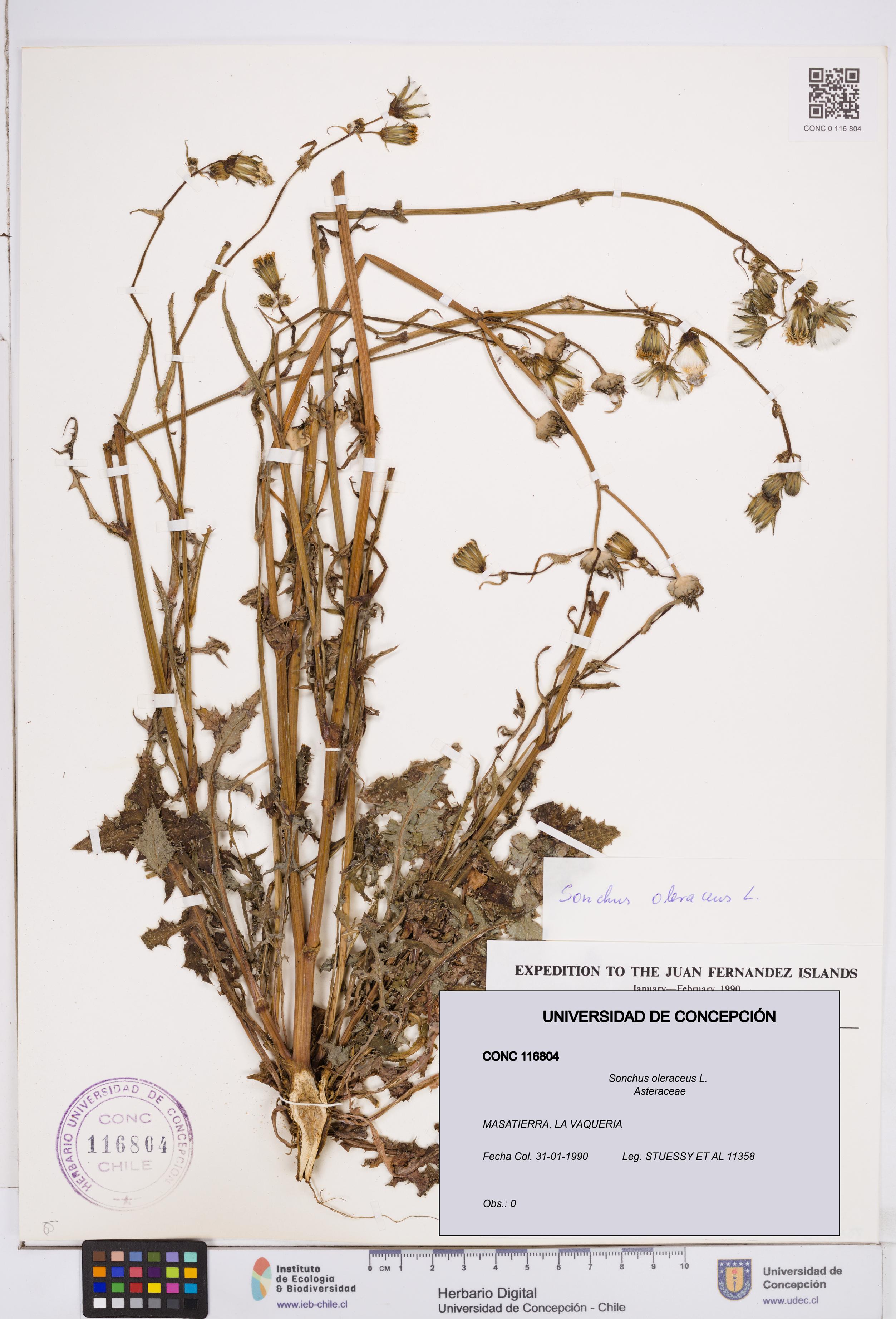 Sonchus oleraceus [Espécimen: ]