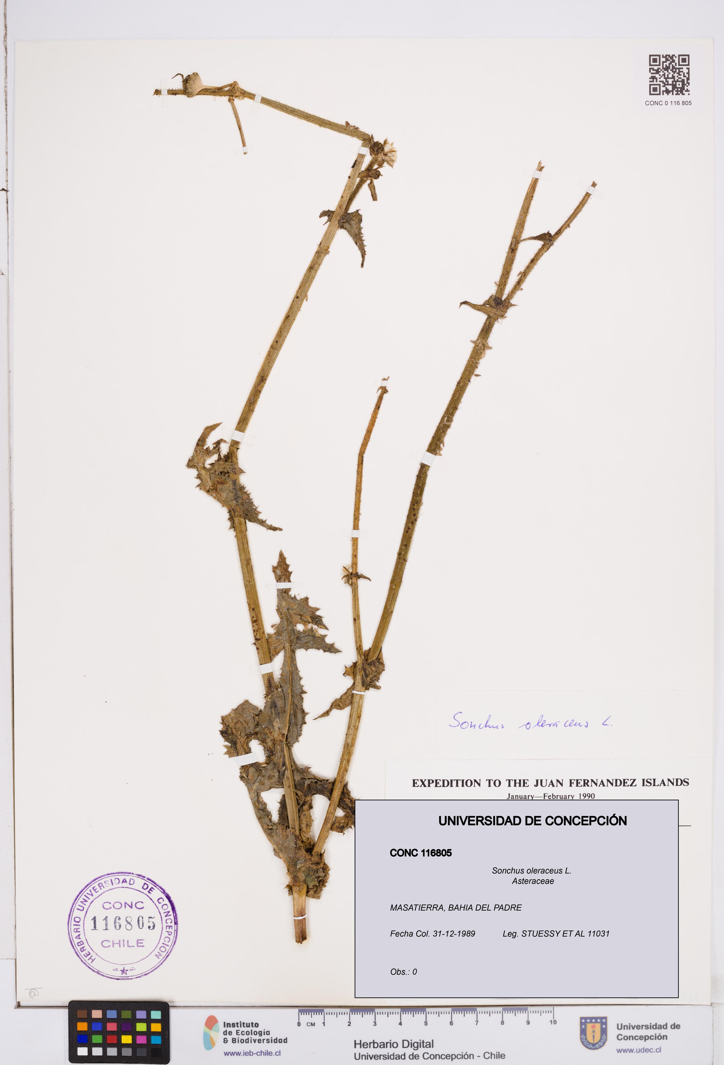 Sonchus oleraceus [Espécimen: ]